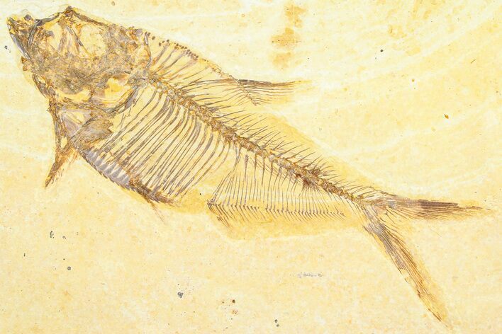 Detailed Fossil Fish (Diplomystus) - Wyoming #360729